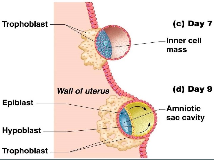 Implantation of the Blastocyst 