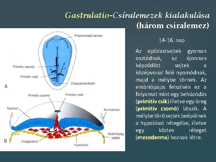 Gastrulatio-Csíralemezek kialakulása (három csíralemez) 14 -16. nap Az epiblastsejtek gyorsan osztódnak, az újonnan képződött
