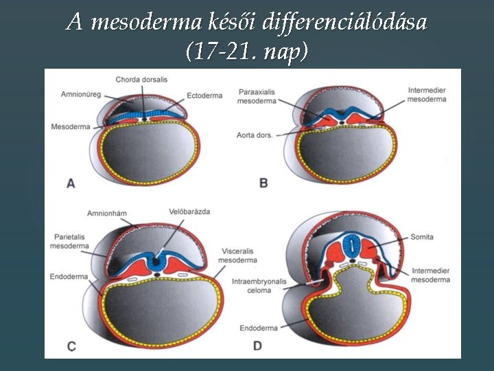 A mesoderma késői differenciálódása (17 -21. nap) 