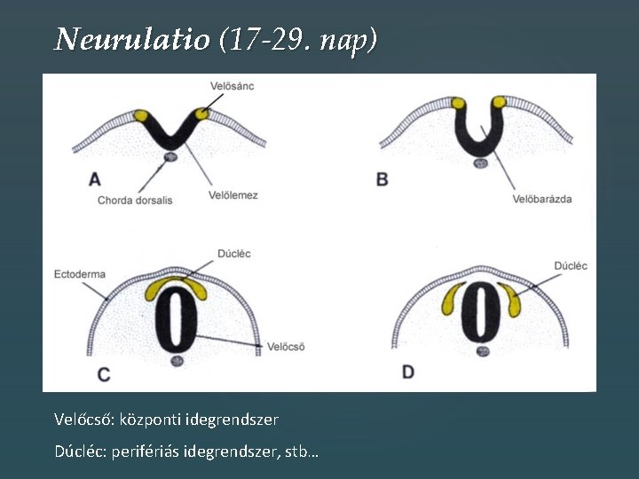 Neurulatio (17 -29. nap) Velőcső: központi idegrendszer Dúcléc: perifériás idegrendszer, stb… 