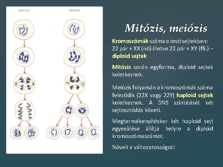 Mitózis, meiózis 4 n Kromoszómák száma a testi sejtekben: 22 pár + XX (nő)