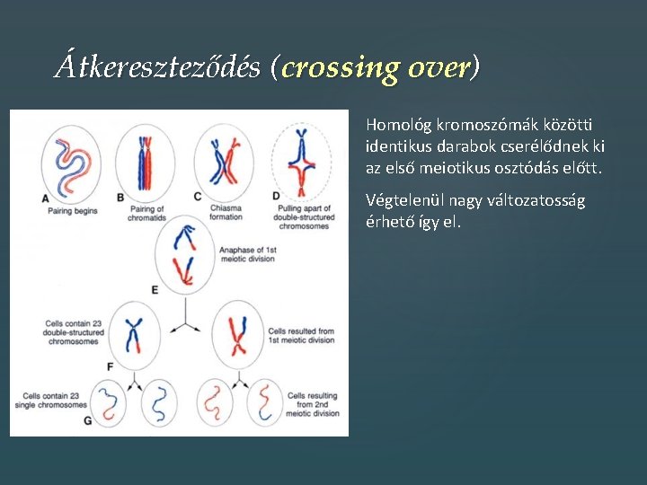 Átkereszteződés (crossing over) Homológ kromoszómák közötti identikus darabok cserélődnek ki az első meiotikus osztódás