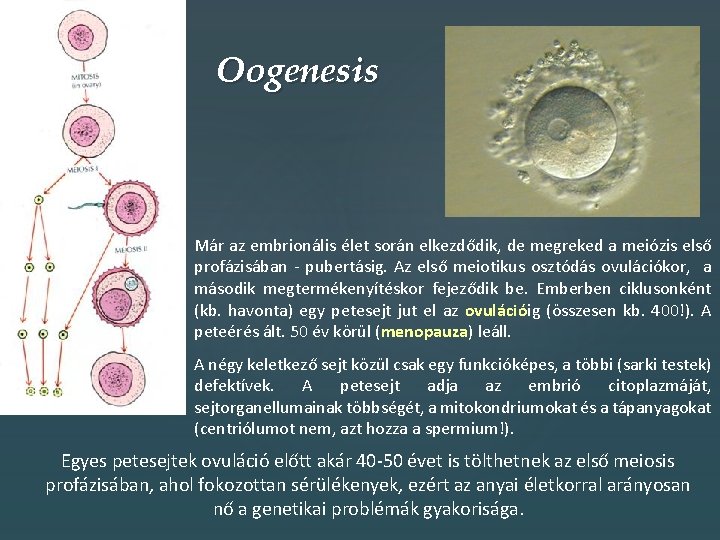 Oogenesis Már az embrionális élet során elkezdődik, de megreked a meiózis első profázisában -