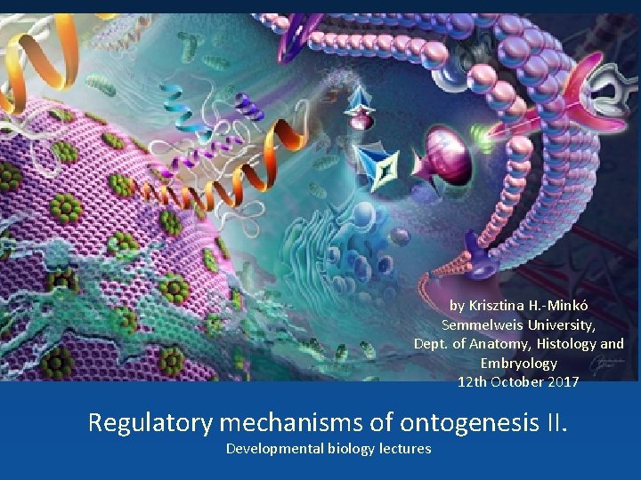 by Krisztina H. -Minkó Semmelweis University, Dept. of Anatomy, Histology and Embryology 12 th