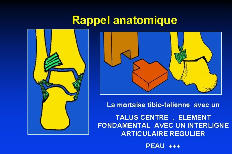 Rappel anatomique La mortaise tibio-talienne avec un TALUS CENTRE , ELEMENT FONDAMENTAL AVEC UN