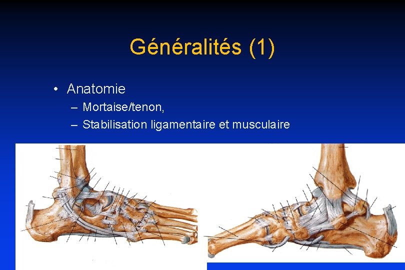 Généralités (1) • Anatomie – Mortaise/tenon, – Stabilisation ligamentaire et musculaire 