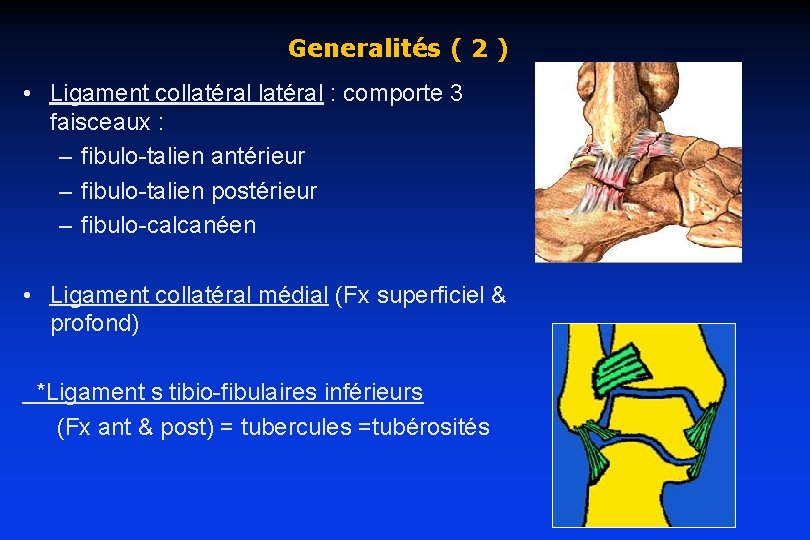 Generalités ( 2 ) • Ligament collatéral : comporte 3 faisceaux : – fibulo-talien