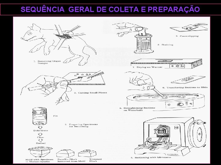 SEQUÊNCIA GERAL DE COLETA E PREPARAÇÃO 