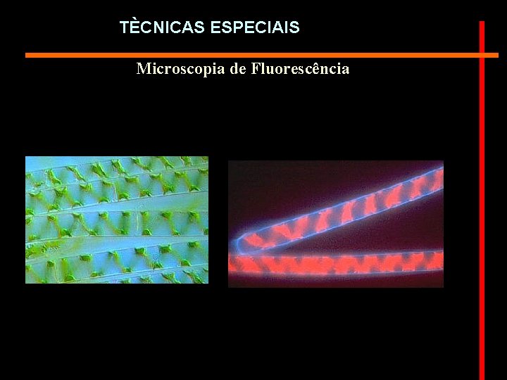 TÈCNICAS ESPECIAIS Microscopia de Fluorescência 