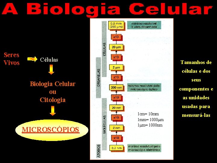 Seres Vivos Células Tamanhos de células e dos seus Biologia Celular ou Citologia MICROSCÓPIOS
