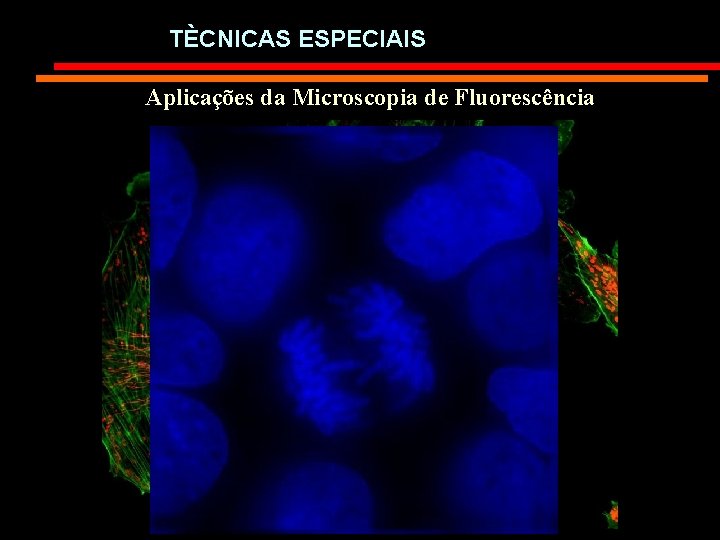 TÈCNICAS ESPECIAIS Aplicações da Microscopia de Fluorescência 