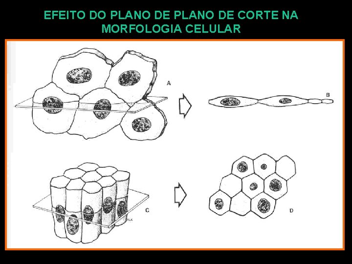 EFEITO DO PLANO DE CORTE NA MORFOLOGIA CELULAR 