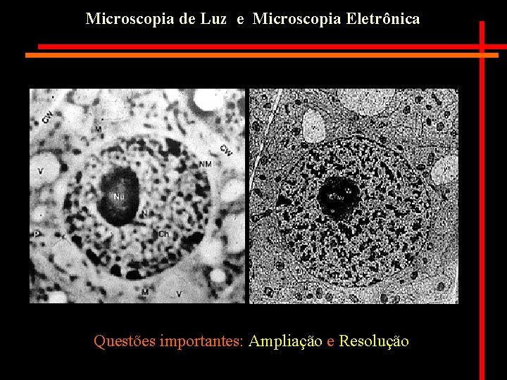 Microscopia de Luz e Microscopia Eletrônica Questões importantes: Ampliação e Resolução 