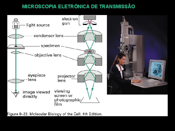 MICROSCOPIA ELETRÔNICA DE TRANSMISSÃO 