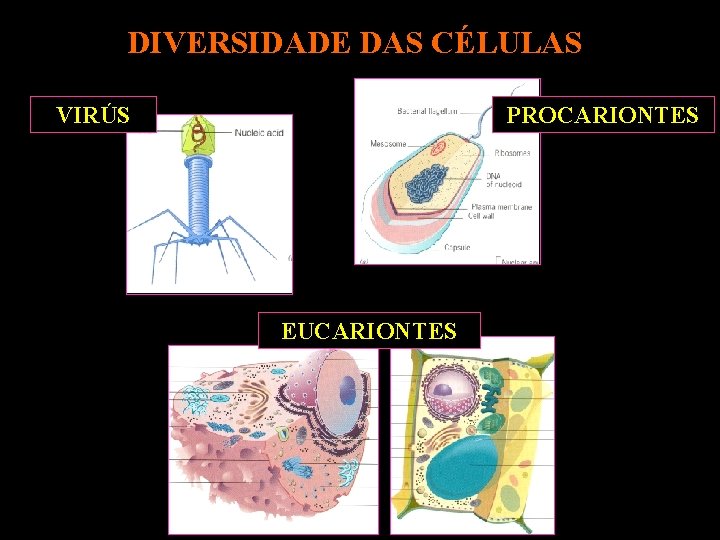 DIVERSIDADE DAS CÉLULAS VIRÚS PROCARIONTES EUCARIONTES 