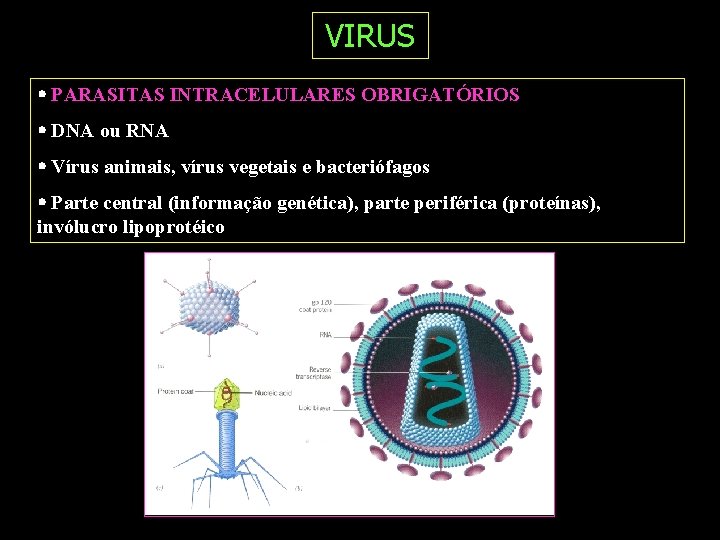 VIRUS PARASITAS INTRACELULARES OBRIGATÓRIOS DNA ou RNA Vírus animais, vírus vegetais e bacteriófagos Parte