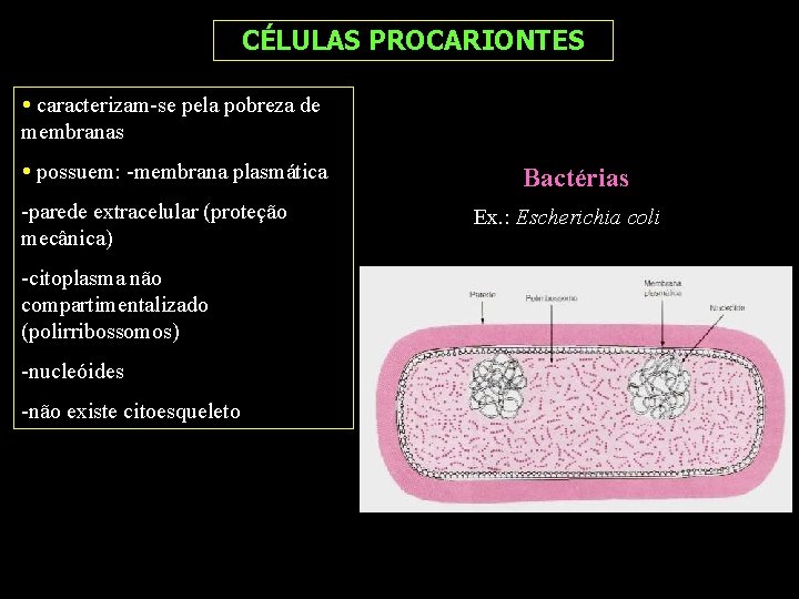 CÉLULAS PROCARIONTES caracterizam-se pela pobreza de membranas possuem: -membrana plasmática -parede extracelular (proteção mecânica)