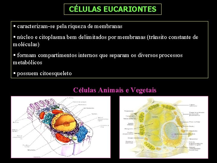 CÉLULAS EUCARIONTES caracterizam-se pela riqueza de membranas núcleo e citoplasma bem delimitados por membranas