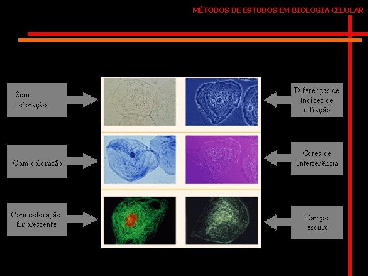 MÉTODOS DE ESTUDOS EM BIOLOGIA CELULAR Sem coloração Diferenças de índices de refração Com