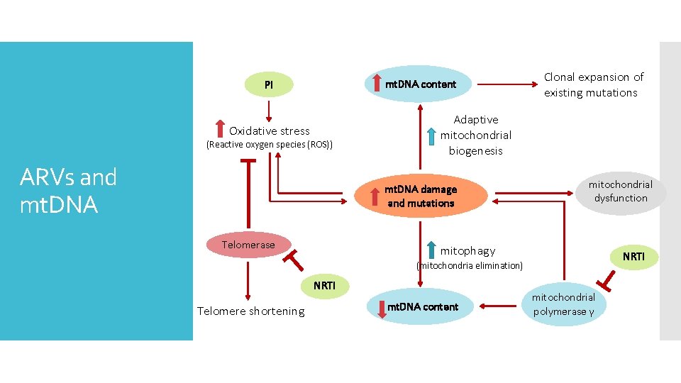 mt. DNA content PI Oxidative stress (Reactive oxygen species (ROS)) ARVs and mt. DNA