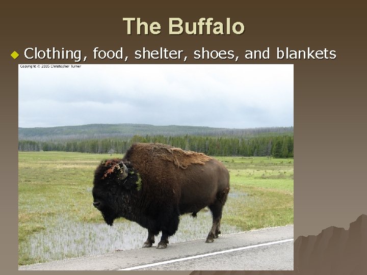 The Buffalo u Clothing, food, shelter, shoes, and blankets 