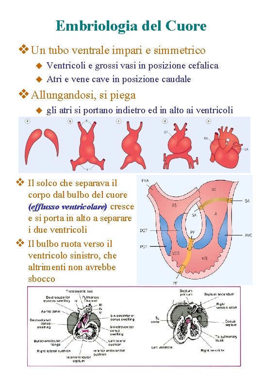 Embriologia del Cuore v Un tubo ventrale impari e simmetrico Ventricoli e grossi vasi