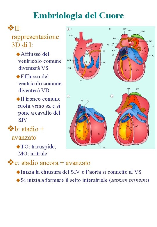 Embriologia del Cuore v. II: rappresentazione 3 D di I: u. Afflusso del ventricolo