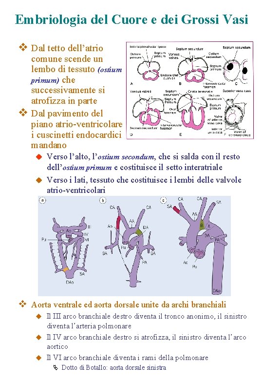 Embriologia del Cuore e dei Grossi Vasi v Dal tetto dell’atrio comune scende un