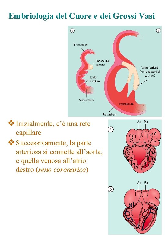 Embriologia del Cuore e dei Grossi Vasi v Inizialmente, c’è una rete capillare v