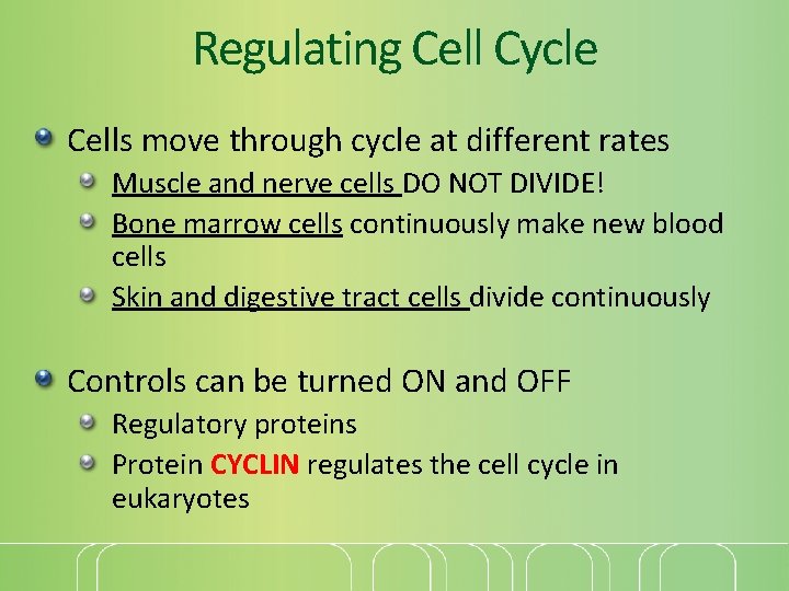 Regulating Cell Cycle Cells move through cycle at different rates Muscle and nerve cells