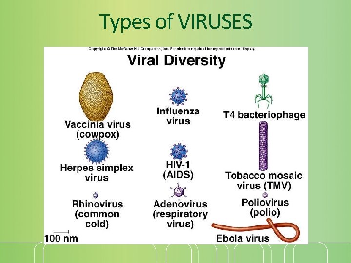 Types of VIRUSES 