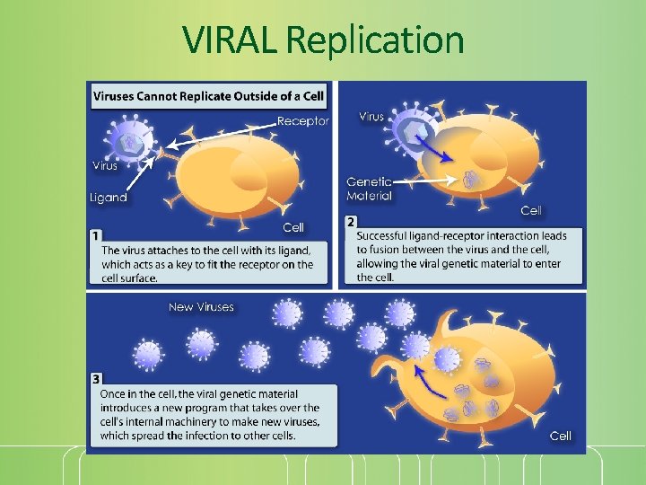 VIRAL Replication 