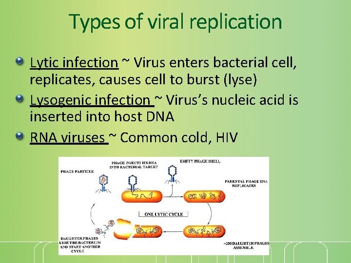 Types of viral replication Lytic infection ~ Virus enters bacterial cell, replicates, causes cell