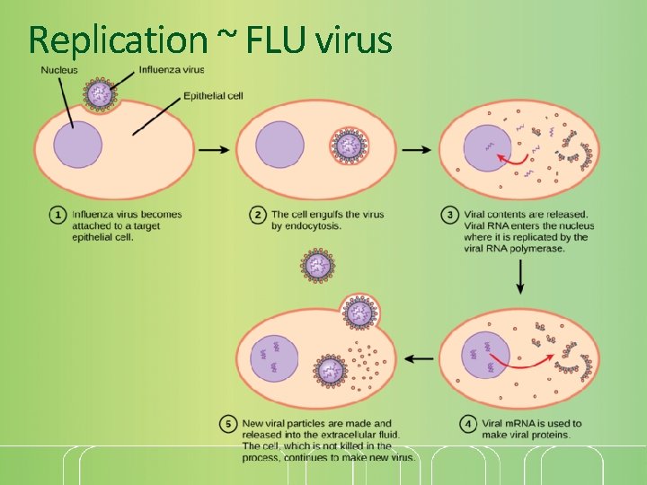 Replication ~ FLU virus 