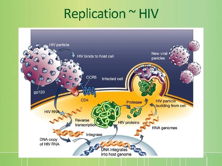 Replication ~ HIV 