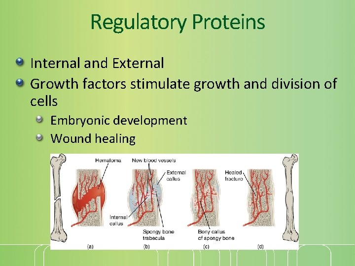 Regulatory Proteins Internal and External Growth factors stimulate growth and division of cells Embryonic