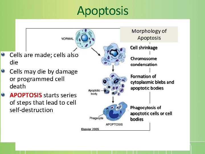 Apoptosis Cells are made; cells also die Cells may die by damage or programmed