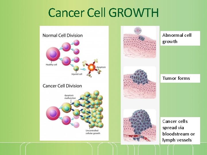 Cancer Cell GROWTH Abnormal cell growth Tumor forms Cancer cells spread via bloodstream or