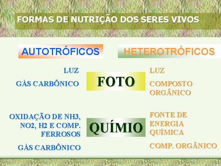 FORMAS DE NUTRIÇÃO DOS SERES VIVOS AUTOTRÓFICOS LUZ GÁS CARBÔNICO OXIDAÇÃO DE NH 3,