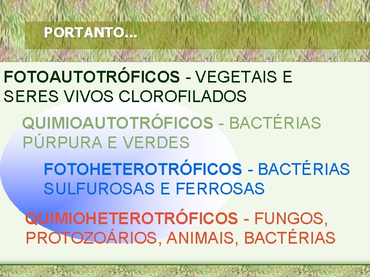 PORTANTO. . . FOTOAUTOTRÓFICOS - VEGETAIS E SERES VIVOS CLOROFILADOS QUIMIOAUTOTRÓFICOS - BACTÉRIAS PÚRPURA