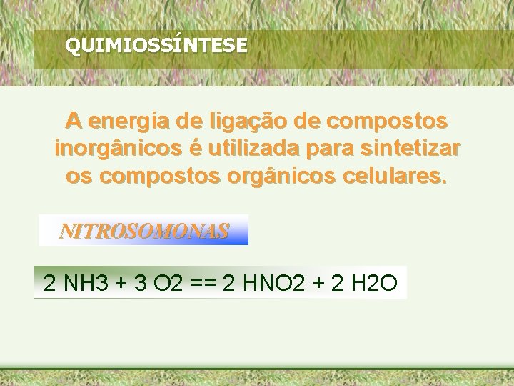 QUIMIOSSÍNTESE A energia de ligação de compostos inorgânicos é utilizada para sintetizar os compostos