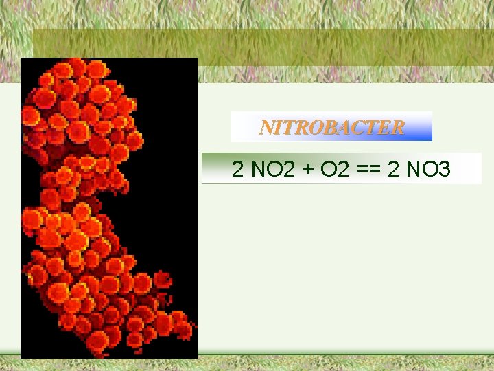 NITROBACTER 2 NO 2 + O 2 == 2 NO 3 