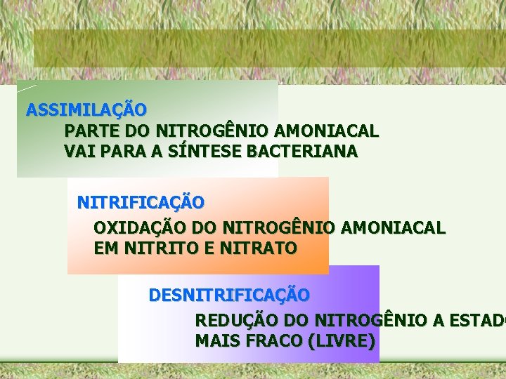 ASSIMILAÇÃO PARTE DO NITROGÊNIO AMONIACAL VAI PARA A SÍNTESE BACTERIANA NITRIFICAÇÃO OXIDAÇÃO DO NITROGÊNIO