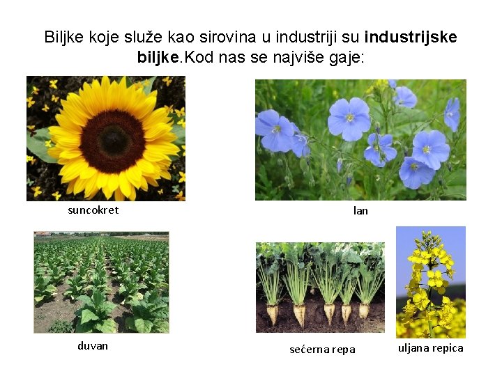 Biljke koje služe kao sirovina u industriji su industrijske biljke. Kod nas se najviše