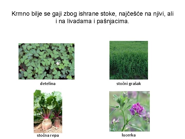 Krmno bilje se gaji zbog ishrane stoke, najčešće na njivi, ali i na livadama