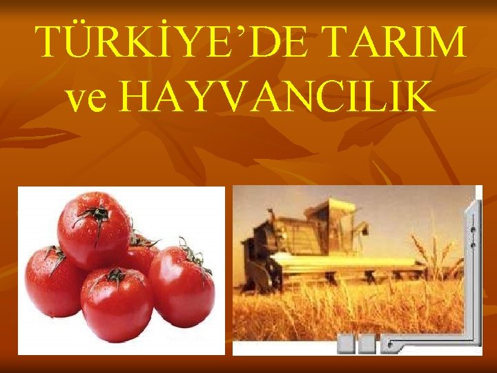 TÜRKİYE’DE TARIM ve HAYVANCILIK 