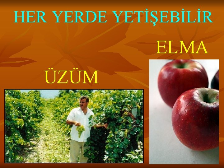 HER YERDE YETİŞEBİLİR ELMA ÜZÜM 