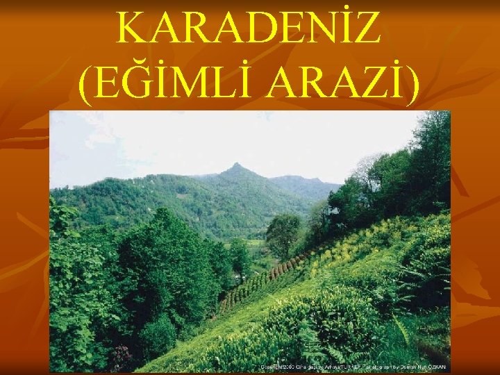 KARADENİZ (EĞİMLİ ARAZİ) 