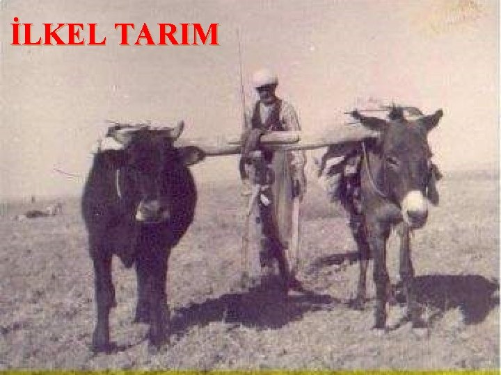 İLKEL TARIM 