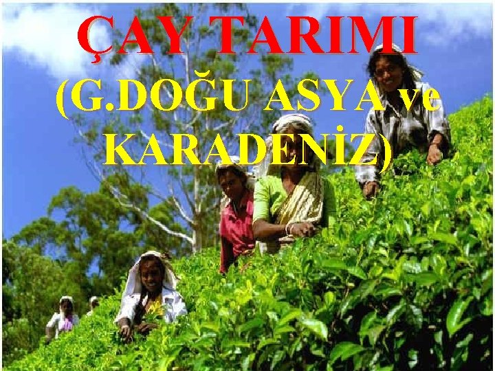 ÇAY TARIMI (G. DOĞU ASYA ve KARADENİZ) 